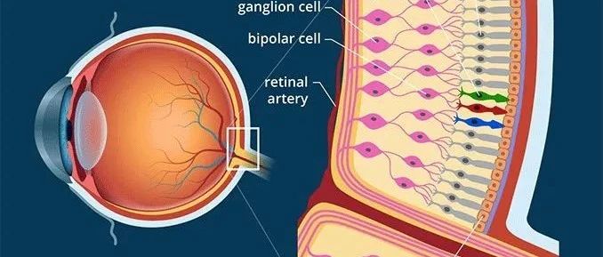 视网膜的变化可能与健康受试者患阿尔茨海默病风险的大脑部分有关