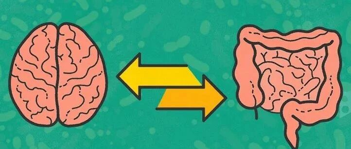 大脑中的免疫细胞在肠道微生物和β-淀粉样蛋白之间的关系中起关键作用