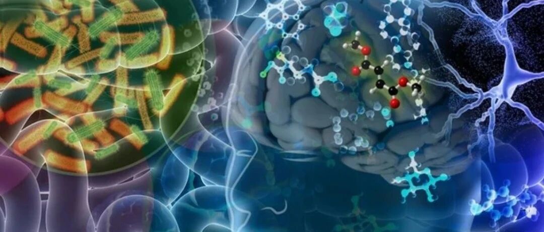 科学家们确定了在神经退行性疾病中发挥作用的肠道衍生代谢物