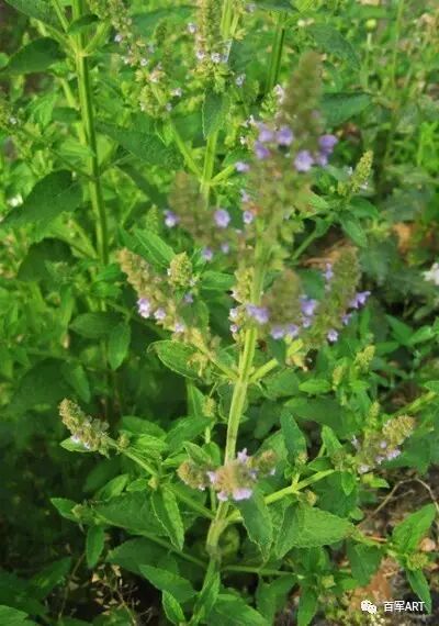 老家草木蛤蟆棵