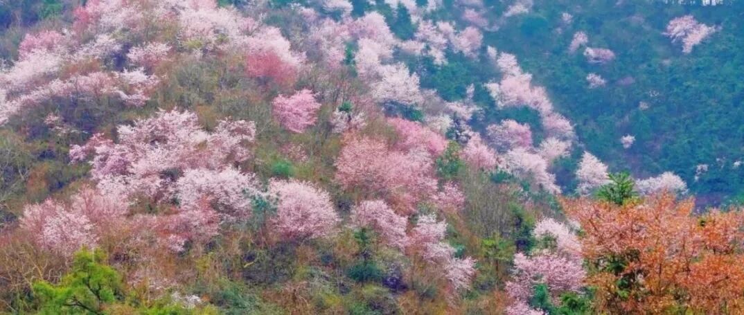 不输日本的万亩野樱！新发现杭州小众赏花地，粉色群山漫天花雨，马上安排！