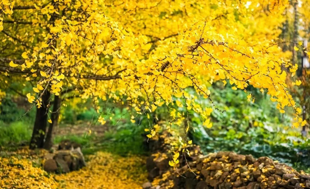 驚艷不輸冰島！這個即將爆紅的旅行地，9月迎來顏值巔峰！周末500+預算玩到爽，再也宅不住啦 旅遊 第29張