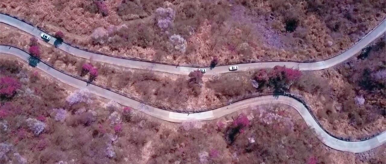 浙江最美樱花公路，万亩野樱即将盛放！漫天粉霞如云似雪，不输北海道，自驾2h直达！