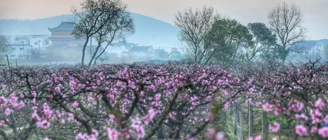 泡温泉私汤才叫度假！再过一个月迎来花海盛宴，一房一院一私汤，赏花泡汤两不误！