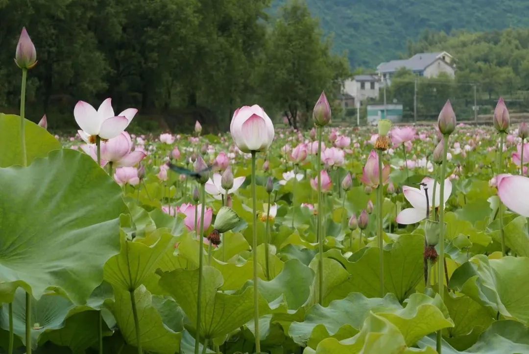 首發！帶娃睡進千島湖清幽和風庭院，溯溪戲水摘果，露臺西式燒烤夏日絕配 旅遊 第56張