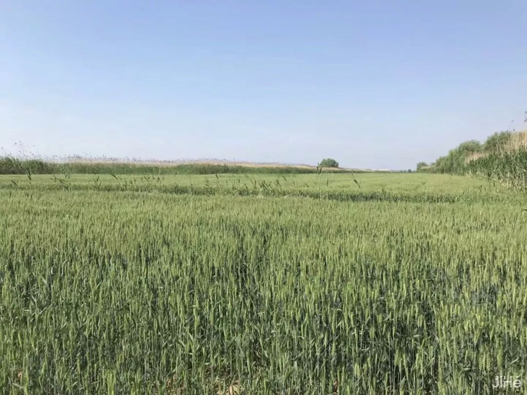 小孩撒歡玩童趣摘水果，大人喝茶垂釣解暑氣，無工業城市後花園民宿等你睡 旅行 第5張