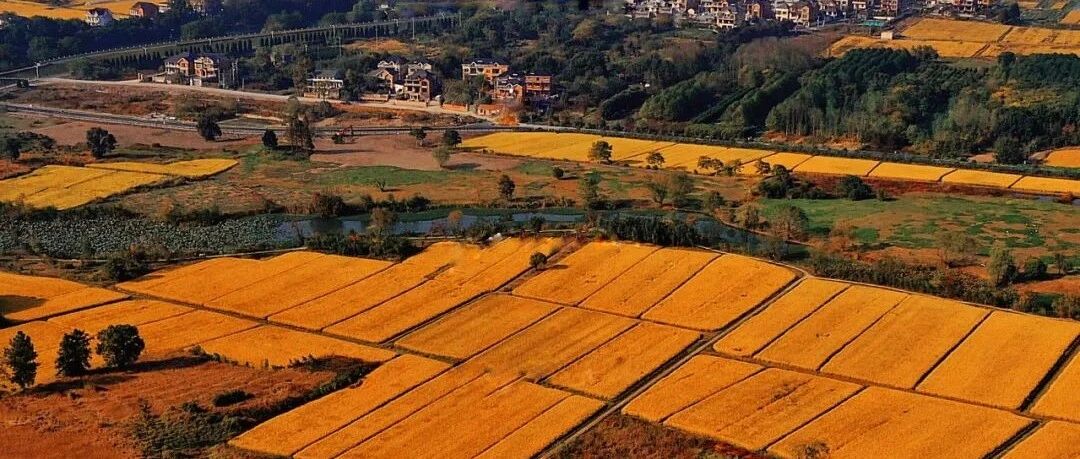 杭州冷门赏秋地！私藏5000年前奇景，一到深秋美如油画，惊现大片波斯菊花海~