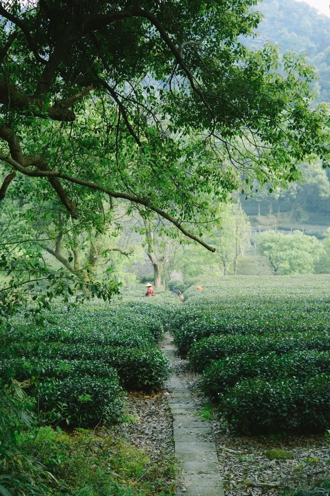 《三十而已》神仙取景地大曝光！高鐵20min直達顧佳同款絕美茶山，又一個寶藏地要火了！ 旅遊 第37張