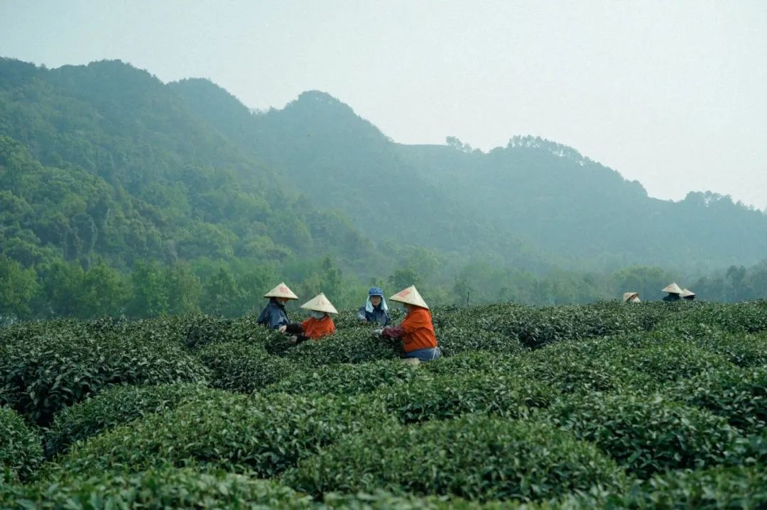 《三十而已》神仙取景地大曝光！高鐵20min直達顧佳同款絕美茶山，又一個寶藏地要火了！ 旅遊 第38張