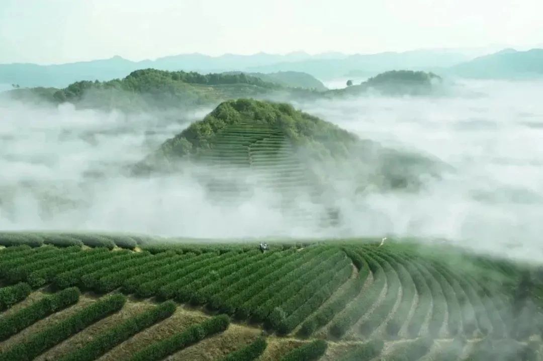 《三十而已》神仙取景地大曝光！高鐵20min直達顧佳同款絕美茶山，又一個寶藏地要火了！ 旅遊 第21張