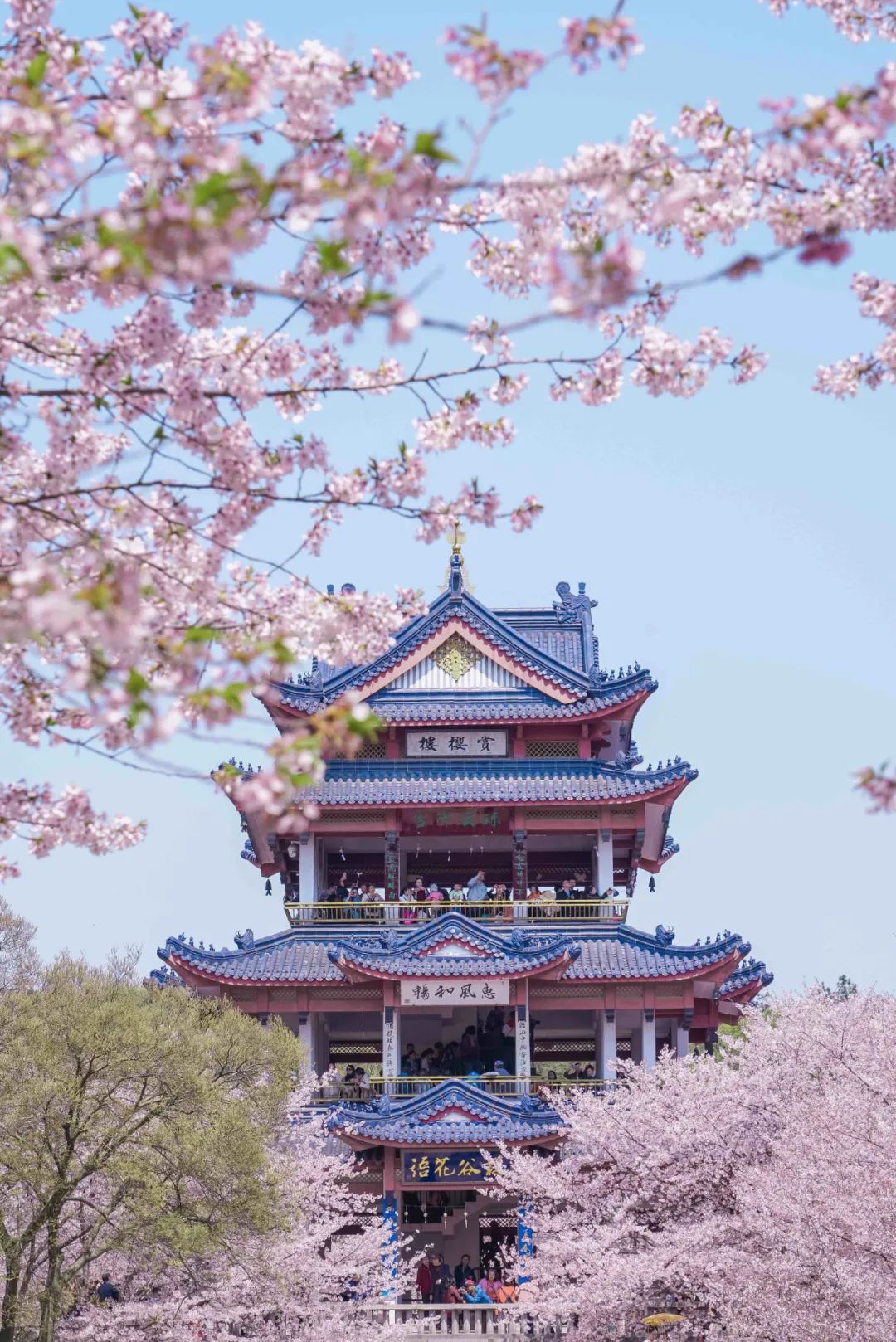 不用远赴日本，世界三大赏樱胜地就在国内！耗资6亿占地1600亩，汉服游园穿越"小京都"！