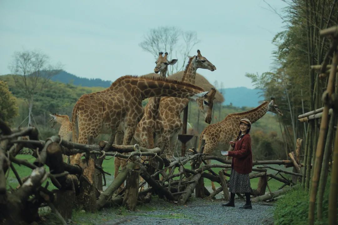 比肯亞更好玩！和長頸鹿共進早餐，馳騁1200畝草原，邂逅全世界小動物！ 旅遊 第9張