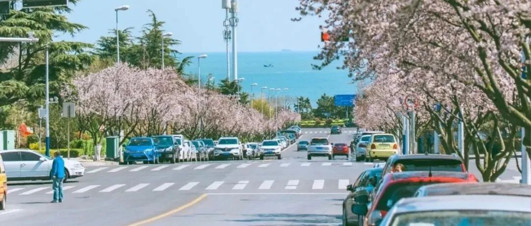 机票往返300+，这座低调浪漫的海滨老城，坐着轻轨就可以去海边看樱花！