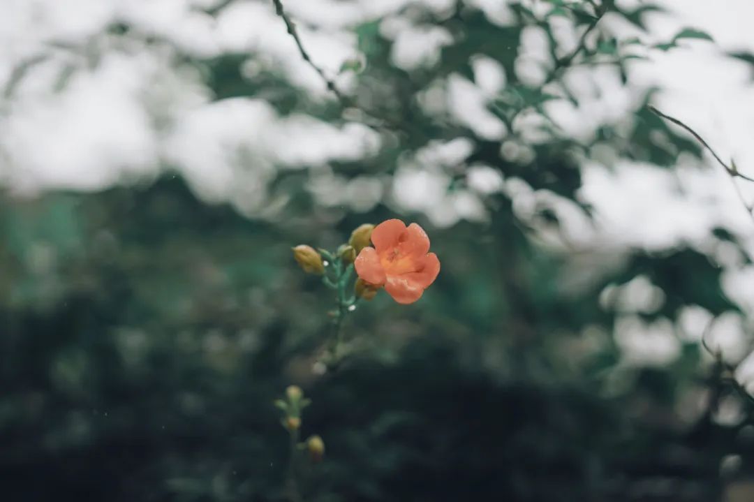 美炸！莫幹山3000㎡螢火蟲秘境媲美紐西蘭，帶娃避暑看長頸鹿喂小羊，逛夏日最美市集 旅遊 第18張