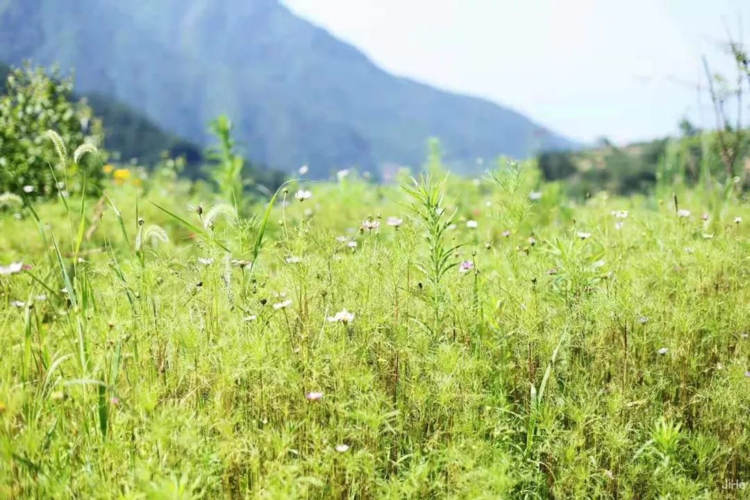 高鐵1.5h睡進浙南「小京都」，800米山巔泳池躺看雲海，日式智能家居房摘星而眠 旅遊 第60張