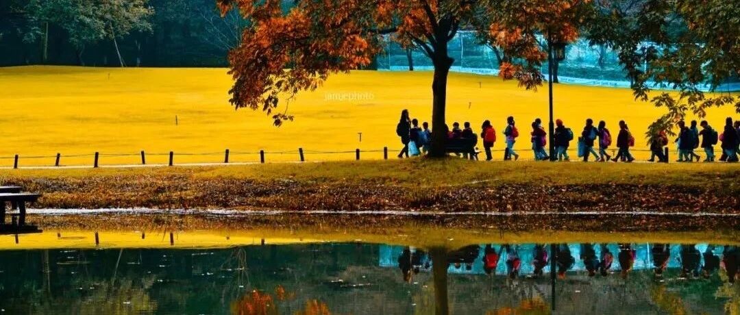 杭州的秋天终于来了！乘蒸汽复古火车赏银杏林，私藏最容易被忽略的秋色，比油画更美！