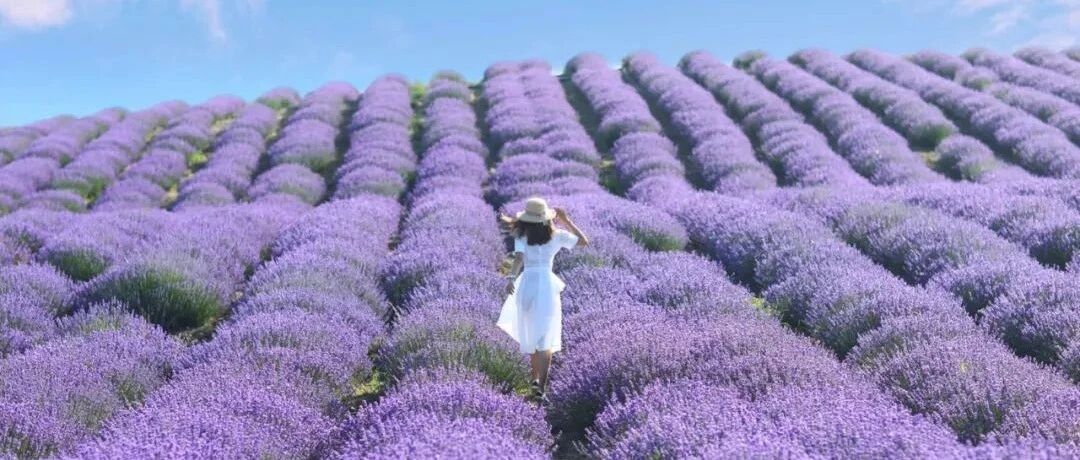 5个好友用6年，在新疆造了9个小院！开门就是薰衣草田，煮茶遛马回归乡野生活，网友直呼羡慕！