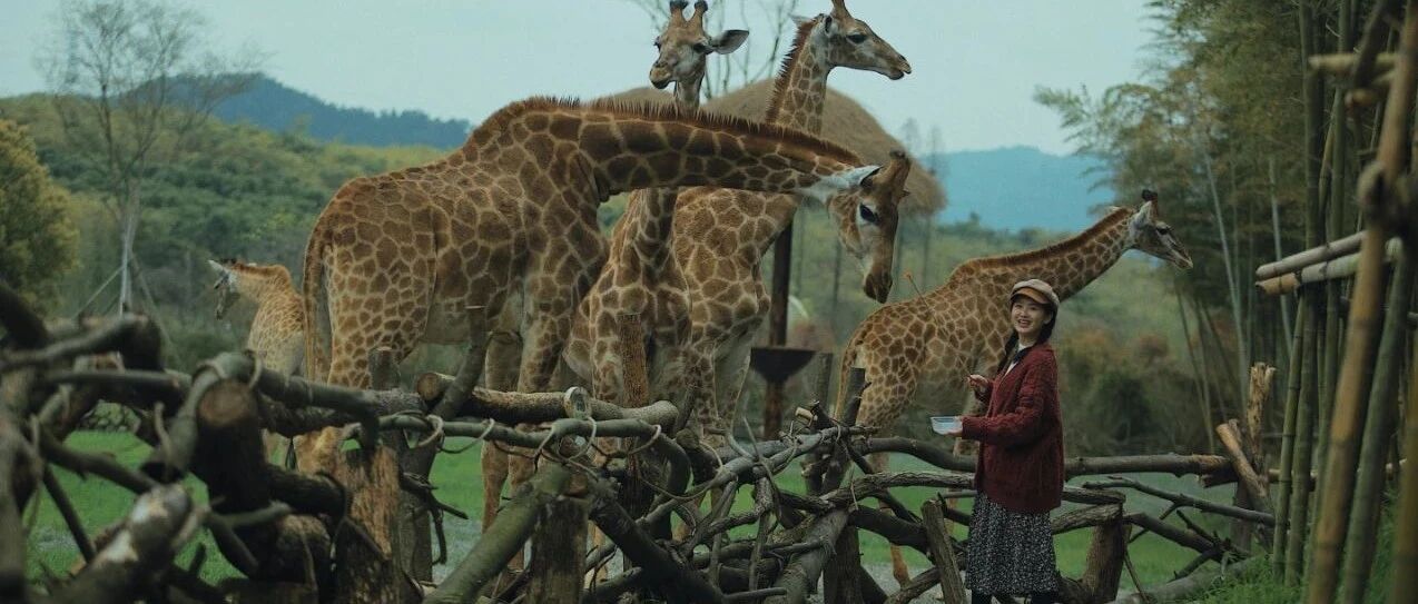 比肯尼亚更好玩！和长颈鹿共进早餐，驰骋1200亩草原，邂逅全世界小动物！