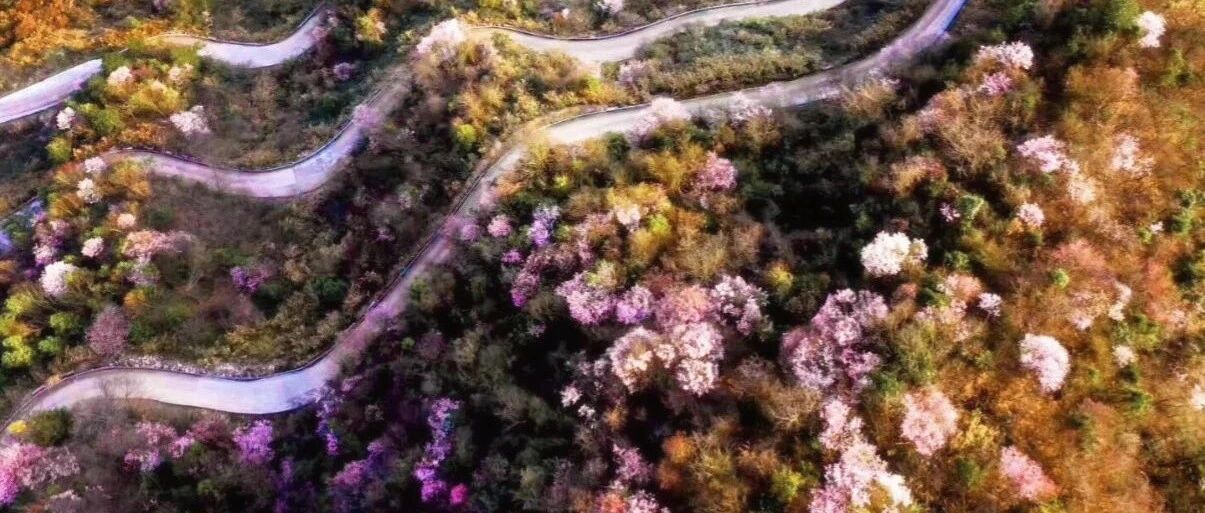 浙江最美樱花自驾公路！十里粉霞，半山云海，美景不输北海道，奉上春天第一组大片～
