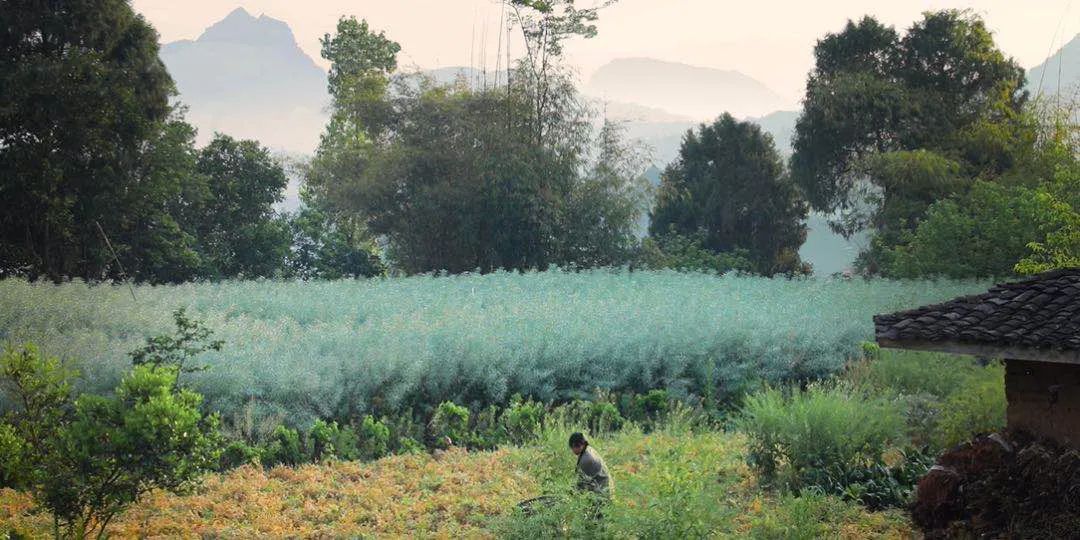 不用去紐西蘭！哈比人夢幻童話村，占地2500畝打造現實版「桃花源」，來過的人都不想走！ 旅遊 第3張