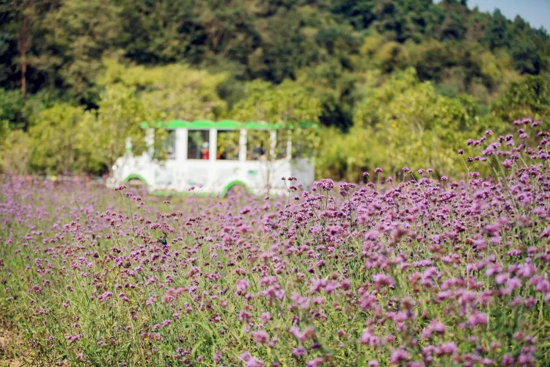 不用去紐西蘭！哈比人夢幻童話村，占地2500畝打造現實版「桃花源」，來過的人都不想走！ 旅遊 第7張