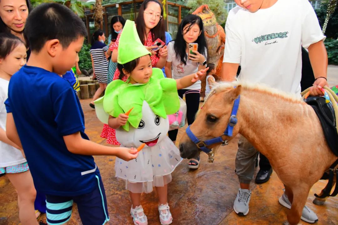 80000㎡東南亞城堡！省下機票錢，睡入熱帶雨林，玩轉2大主題樂園，家門口終極度假體驗 旅遊 第46張