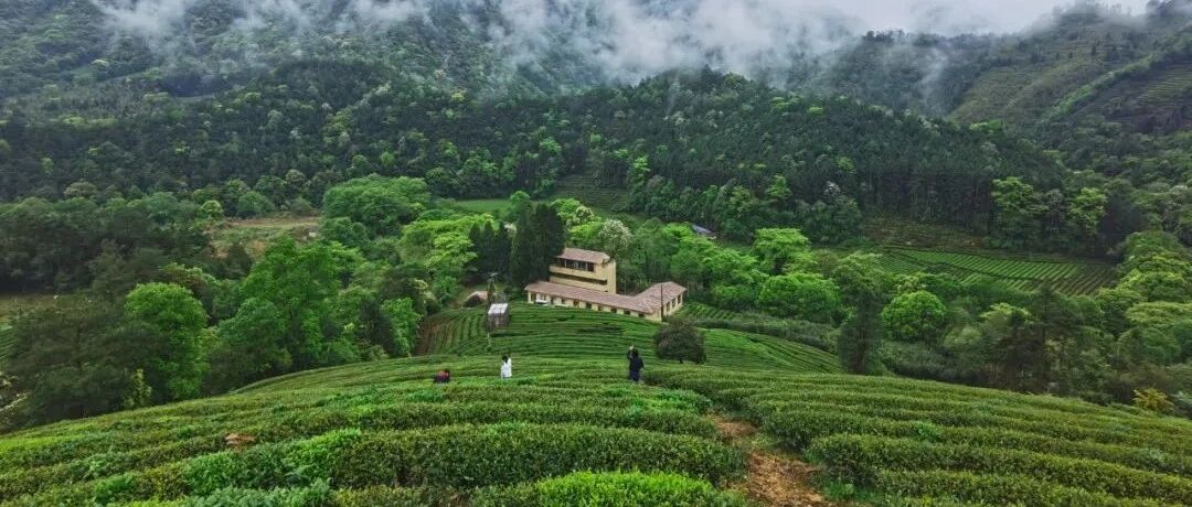 万亩茶山中的时髦野奢！私享国家级绝美风光，溪畔露营、沉浸式溯溪，开启秋日第一场盛宴！