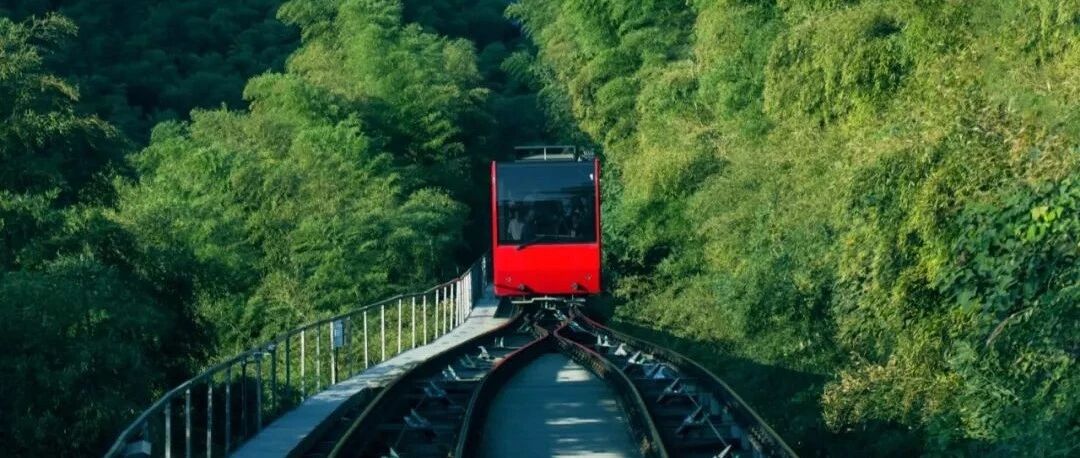这才是宫崎骏动画里的春天！小火车穿越竹海秘境，百亩粉色花海超惊艳，江浙沪2h直达！