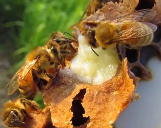 蜂王浆(royaljelly),又名蜂皇浆,蜂乳,蜂王乳,是蜜蜂巢中培育幼虫的