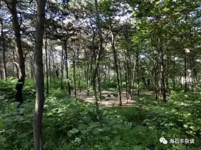 松林公园_宜昌松林公园规划图_大庆松林公园