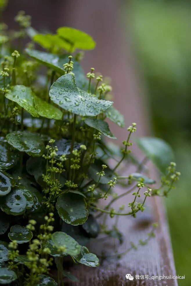 小单治百病，大单解千愁！何以解忧？唯有暴富！-清水缠论