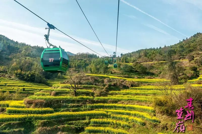 乘坐篁岭索道是极为罕见运行在油菜花海上空的