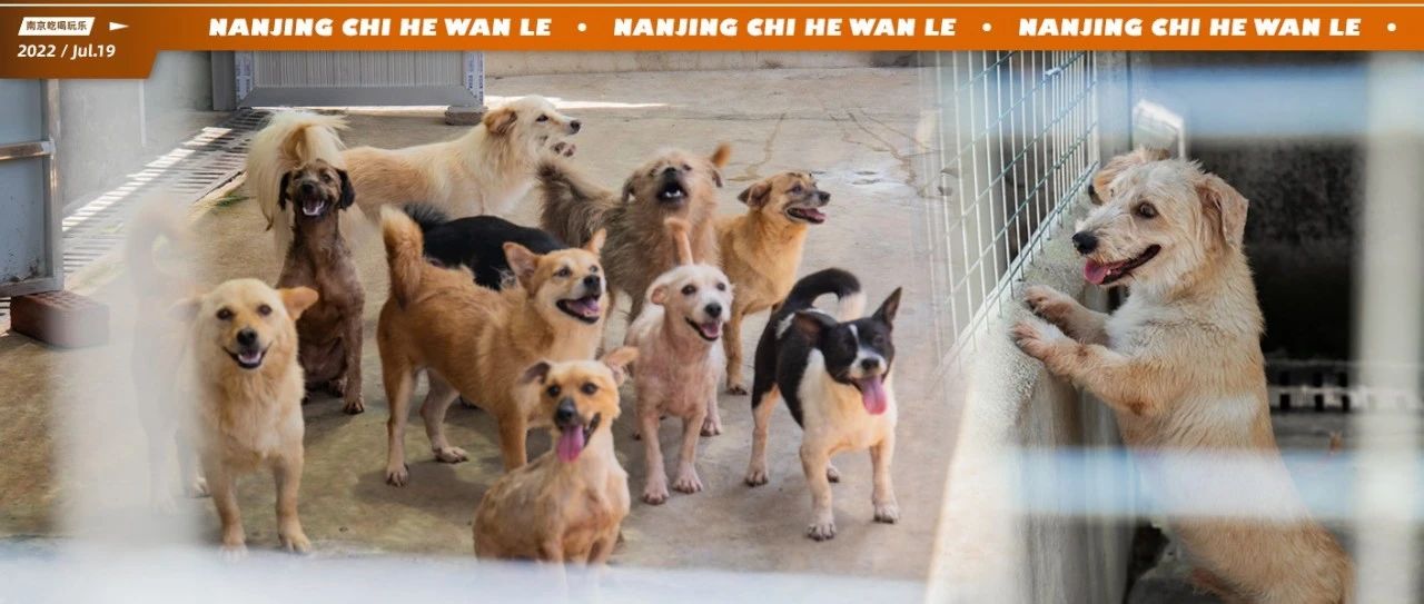 真实记录！南京150只流浪狗的一天！