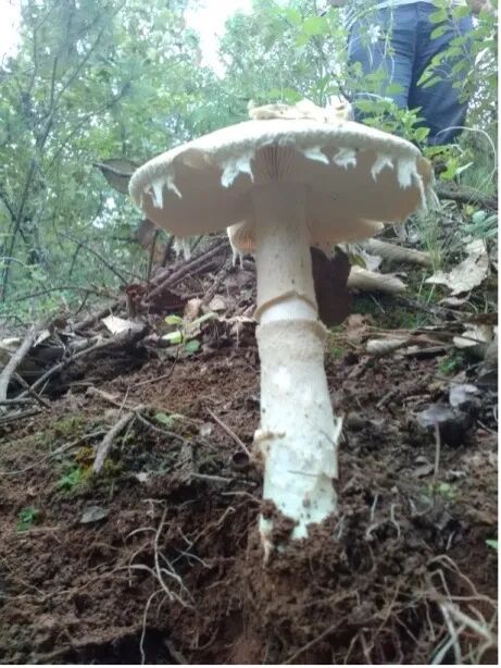 拟卵盖鹅膏(幼时鸡蛋状)■假褐云斑鹅膏[别名] 无[形态特征] 菌盖幼时