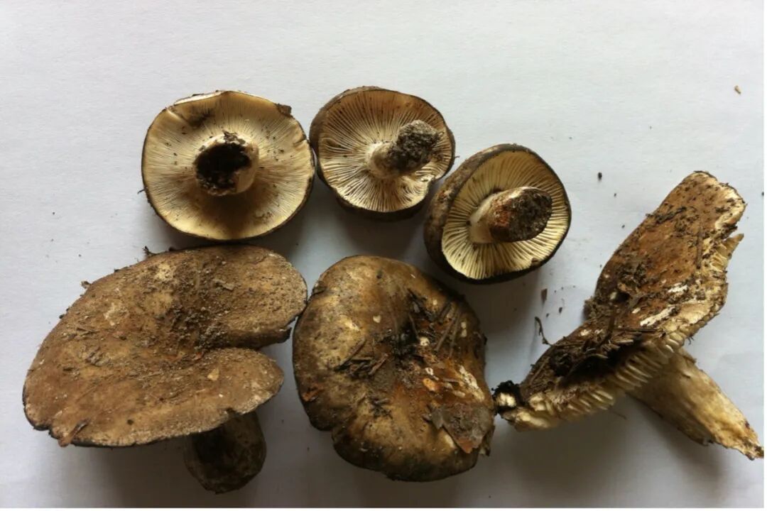 2012年在中毒地区现场采摘的密褶红菇,亚稀褶红菇(剧毒),稀褶红菇,从