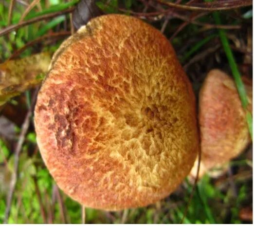 劝君慎食牛肝菌