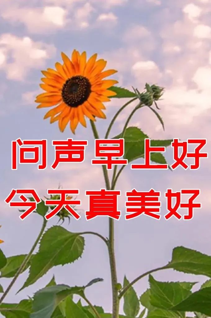 10月5日最漂亮的鲜花早上好动态图片大全 美景早上好动态问候语 心心祝福 微信公众号文章 微小领