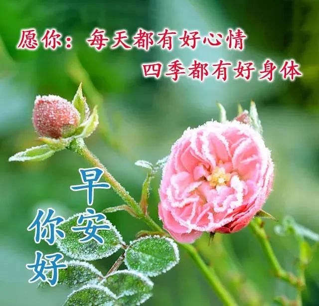 7張最新漂亮早上好圖片鮮花帶字帶祝福語 2021最美秋日早安問候祝福