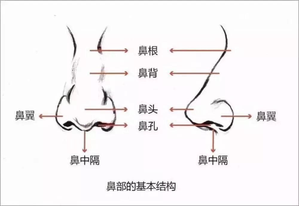 幾張治療鼻炎特別好使的方子 健康 第3張