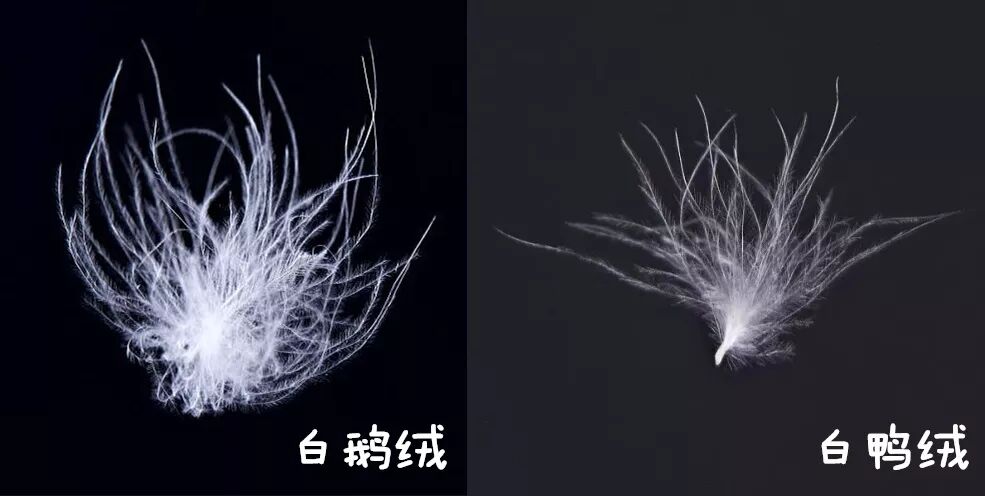 相比鸭绒,鹅绒的绒朵更大,绒丝更多更长,每一朵都蓬松,饱满,更加保暖.