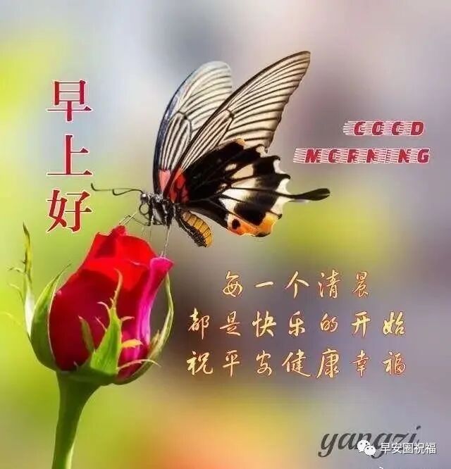 最新群发朋友漂亮早上好图片表情带字和鲜花早安图片,早安问候语配