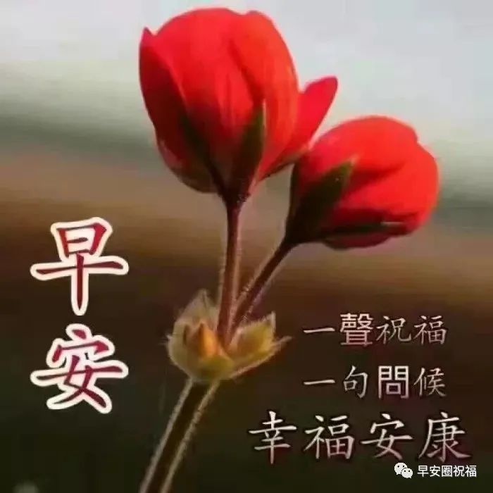 最新群發朋友漂亮早上好圖片表情帶字和鮮花早安圖片,早安問候語配