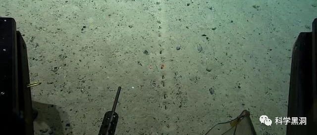 2500米深大西洋发现神秘孔洞，排列整齐间隔均匀，是谁留下的？