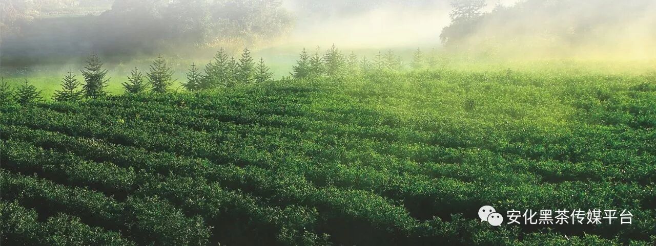 安化黑茶深圳文化周·知识篇