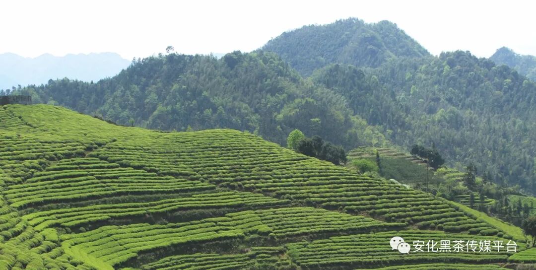乘势而上 开启新局—— 安化黑茶产业2017年回顾与2018