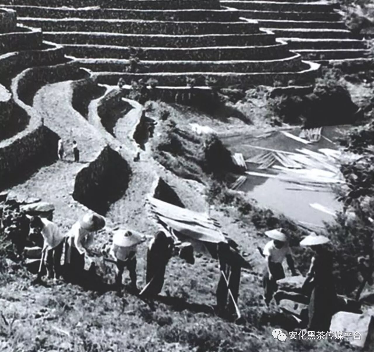 《安化黑茶文物实录》摘编（连载十一）——黑茶史鉴