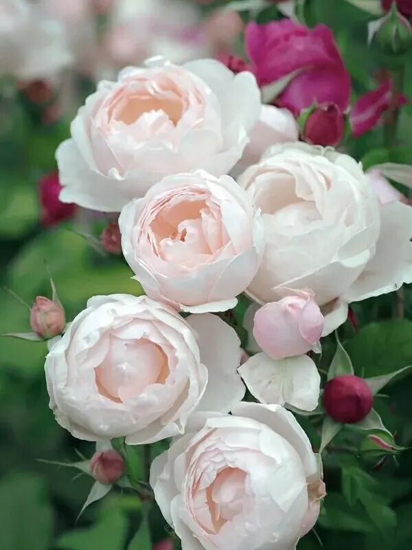 長(zhǎng)沙塑木地板價(jià)格_戶外塑木地板價(jià)格價(jià)格_空心塑木地板