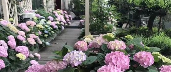 她将自己200㎡的露台小院，亲手打造成了一片花卉天堂。