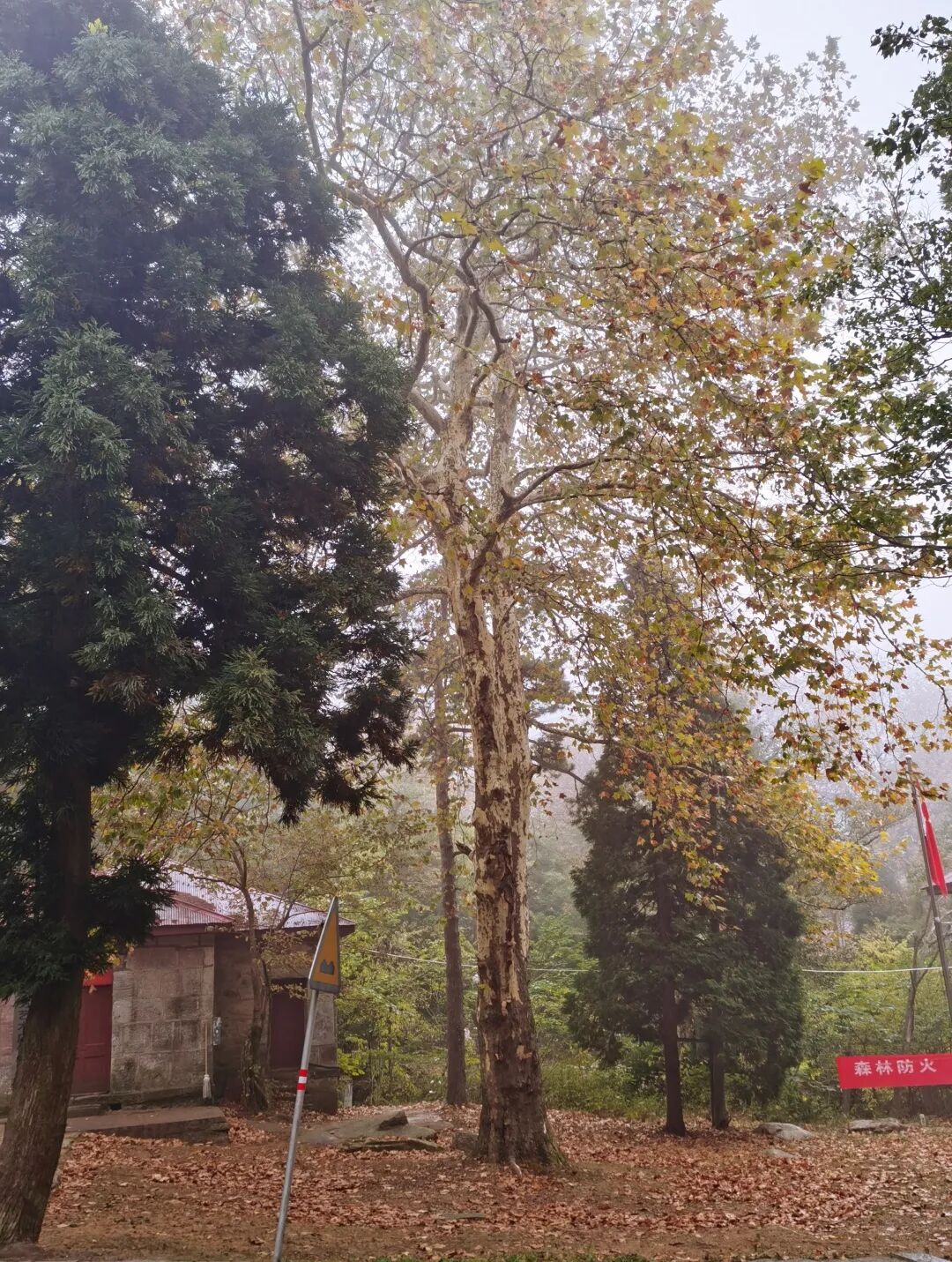 庐山旅游攻略&避坑指南，一起玩转庐山