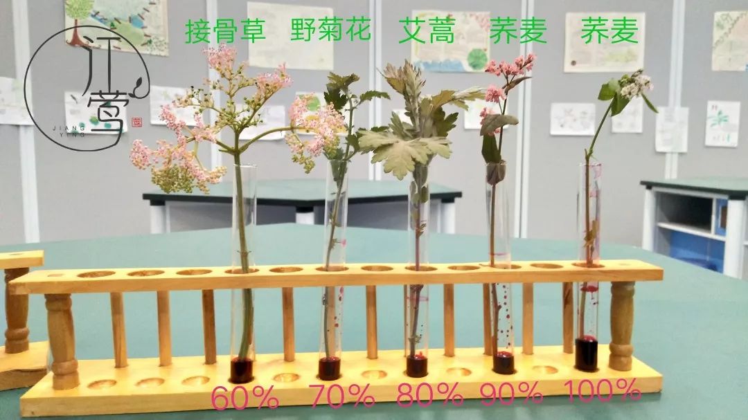 寒露节气课程 彩菊初探 节气里的生物密码 微信公众号文章阅读 Wemp